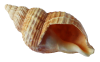 purepng.com-sea-ocean-shellobjectsnatureshellseabeach-9615246773146d5qf